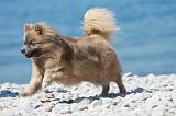SPITZ ALLEMAND 364